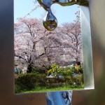 彫刻から桜を（国立らしさ）／彫刻テーマ和賀　一