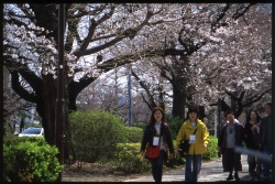 春うらら桜ウォーキング