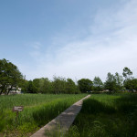 5月の矢川緑地
