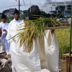 それを宮司さんが祭壇にお供え。本格的な稲刈りは後日、献上米は一升です。