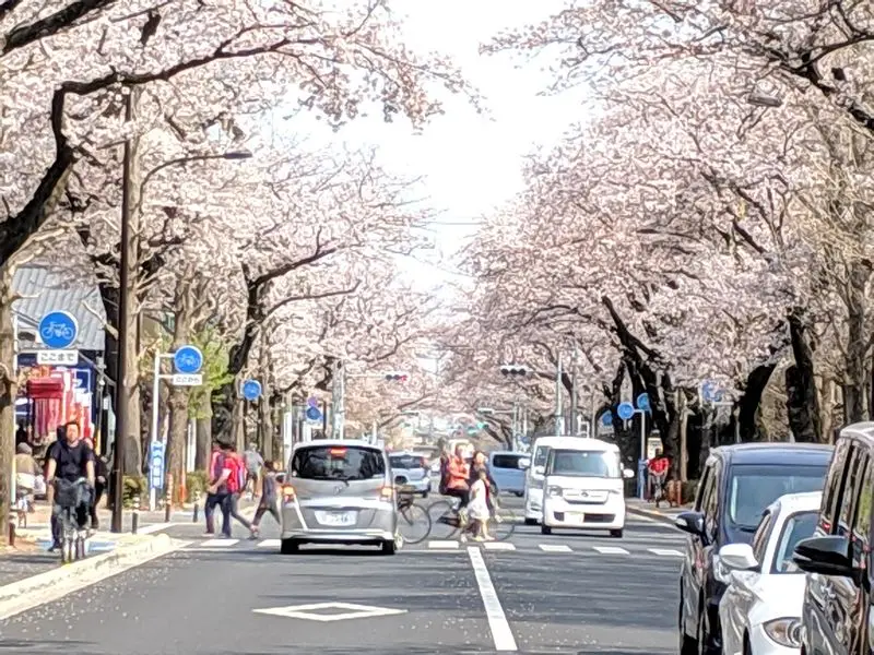 さくら通り | くにたちNAVI